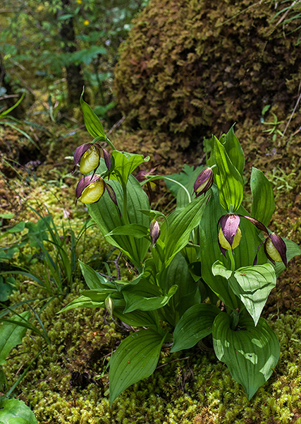 Cypripedium calceolus